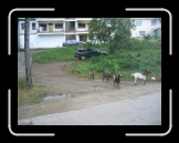 Tortola 087 * Goats * 2592 x 1944 * (1.96MB)